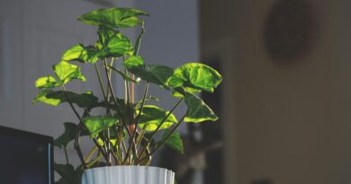 Čuvarkuća u narodnoj medicini: kako se koristi i šta treba da znate prije upotrebe